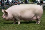 Middle White - pig breeds | goris jishebi | ღორის ჯიშები